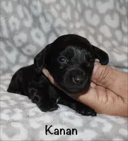 Kanan (Longhaired) solid black, a male Miniature Dachshund for sale in Lovely, KY – 5 of 7
