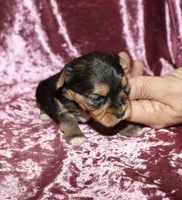 Aleena, a female Yorkshire Terrier for sale in Lovely, KY – 5 of 7
