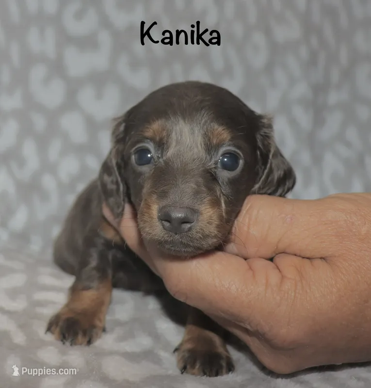 Kanika (Longhaired) blue – Miniature Dachshund puppy for sale in Lovely, KY