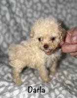 Tiny Darla, a female Poodle - Toy  for sale in Lovely, KY – 2 of 10