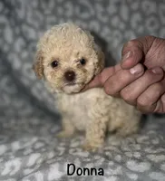 Tiny Darla, a female Poodle - Toy  for sale in Lovely, KY – 9 of 10