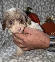 Maggie, a female Poodle - Miniature  for sale in Lovely, KY – 5 of 8