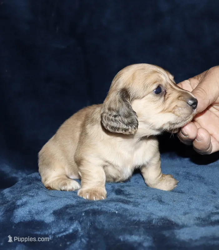 Whalen (Long haired) – Miniature Dachshund puppy for sale in Lovely, KY