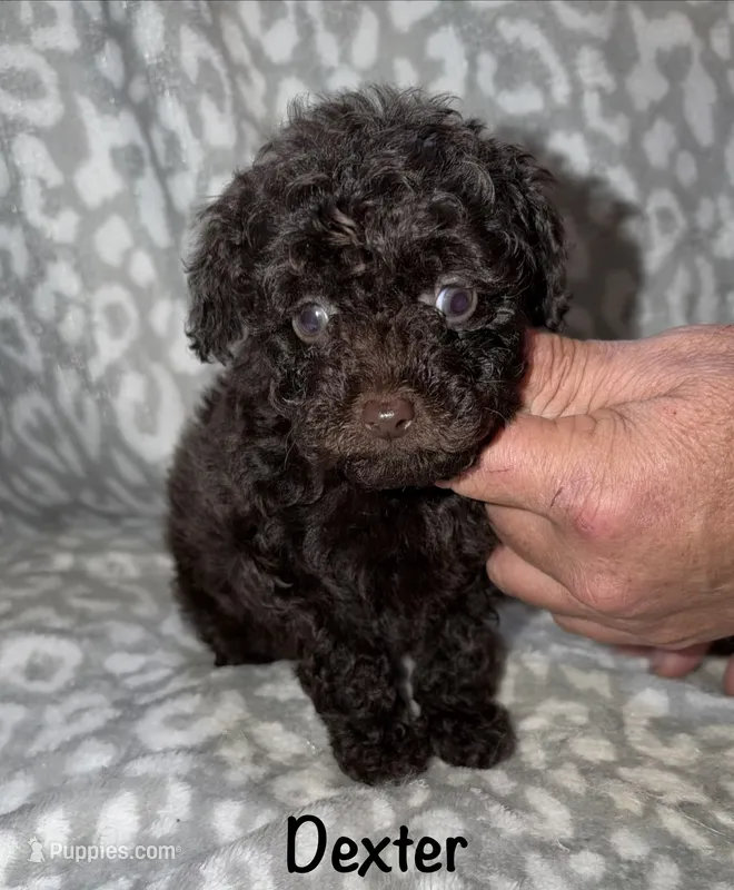 Dexter. Dark brown – Poodle - Toy  puppy for sale in Lovely, KY
