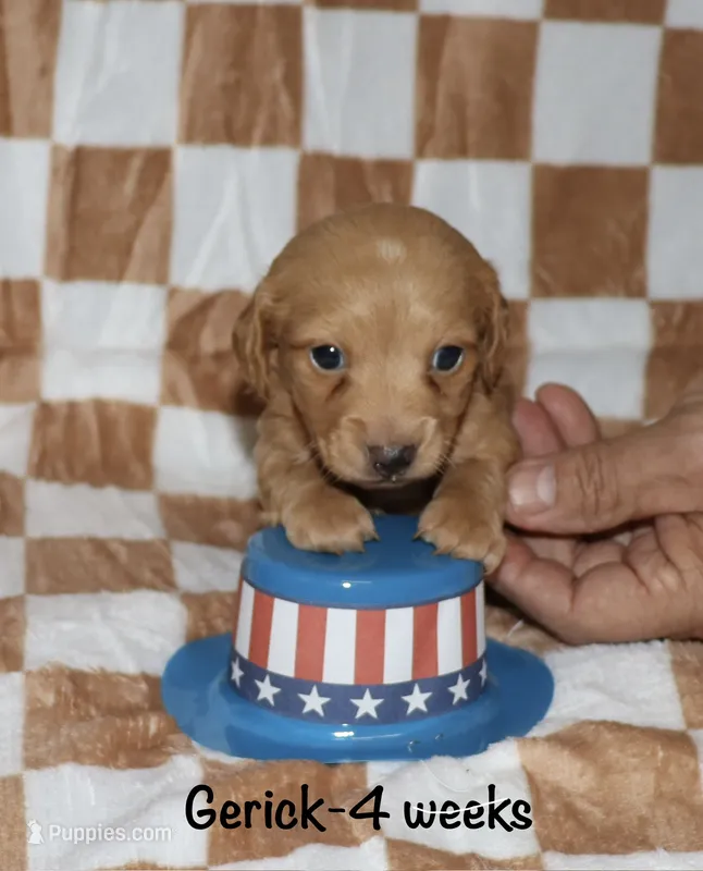 Gerick - LH – Miniature Dachshund puppy for sale in Lovely, KY