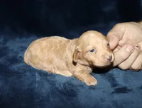 Gigi, a female Miniature Dachshund for sale in Lovely, KY – 6 of 9