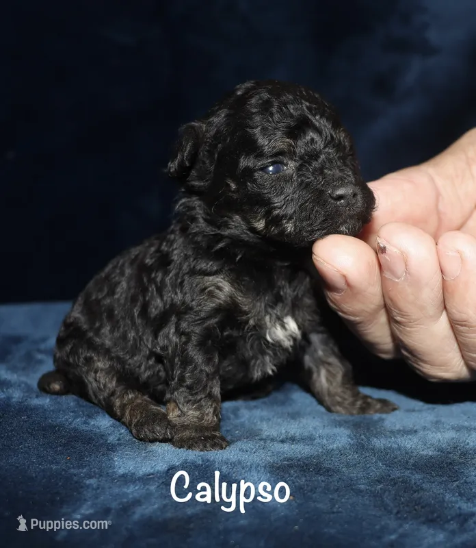 Calypso  – Poodle - Toy  puppy for sale in Lovely, KY