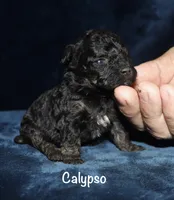 Calypso , a female Poodle - Toy  for sale in Lovely, KY – 1 of 4
