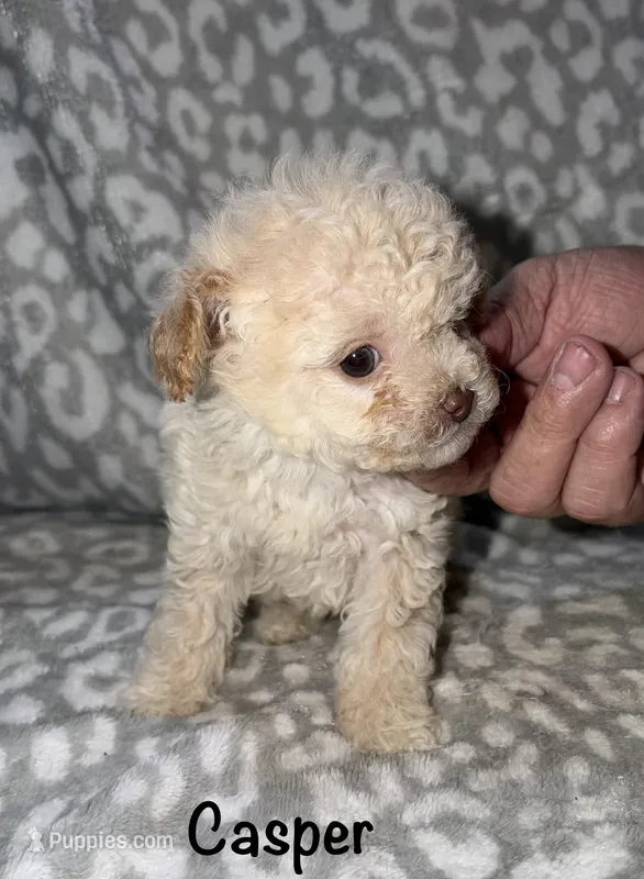Casper tiny male 3.5 lbs – Poodle - Toy  puppy for sale in Lovely, KY