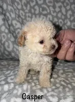 Casper tiny male 3.5 lbs, a male Poodle - Toy  for sale in Lovely, KY – 1 of 6