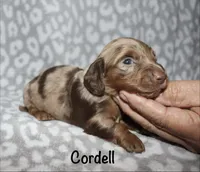 Cordell, a male Miniature Dachshund for sale in Lovely, KY – 8 of 8