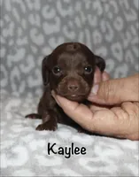 Kaylee (tiny girl), a female Miniature Dachshund for sale in Lovely, KY – 3 of 10