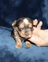Alek. (Merle), a male Yorkshire Terrier for sale in Lovely, KY – 4 of 8