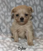 Cyber, a male Poodle - Toy  for sale in Lovely, KY – 2 of 5