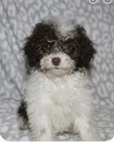 Itsy  tiny girl 4 lbs full grown t, a female Poodle - Toy  for sale in Lovely, KY – 2 of 9