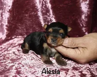 Alesia, a female Yorkshire Terrier for sale in Lovely, KY – 3 of 7