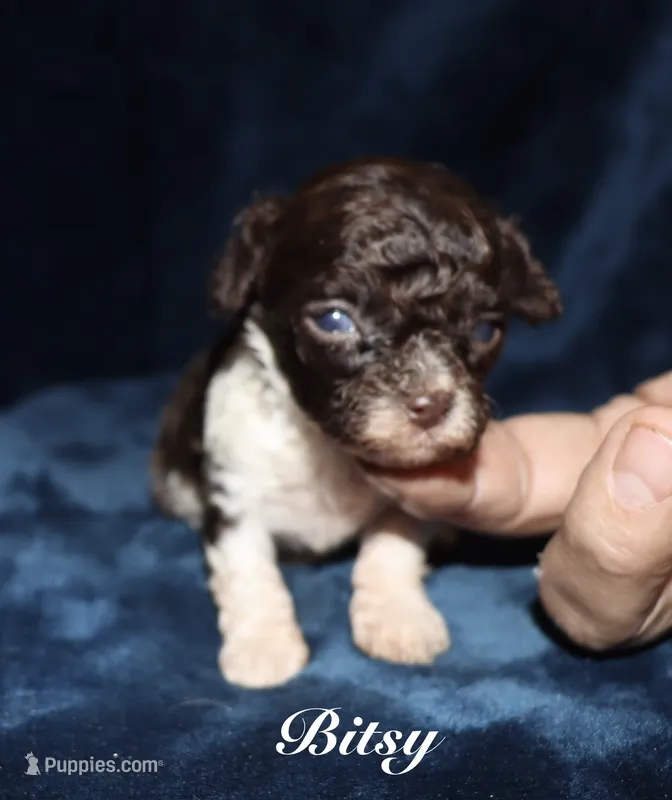Bitsy – Poodle - Toy  puppy for sale in Lovely, KY