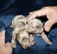 Corabeth LH Isabella dapple, a female Miniature Dachshund for sale in Lovely, KY – 9 of 9