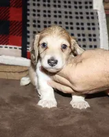 Whyatt (Longhaired) cream piebald, a male Miniature Dachshund for sale in Lovely, KY – 5 of 7
