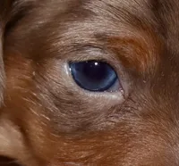 Pebbles (blue eyes choc dapple, a female Miniature Dachshund for sale in Lovely, KY – Photo 7 of 7