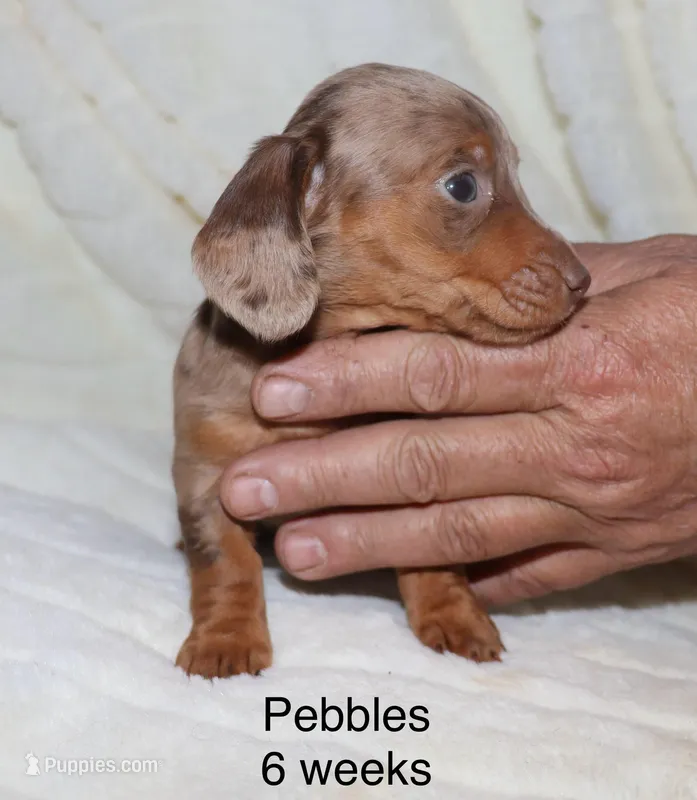 Pebbles (blue eyes choc dapple, a female Miniature Dachshund for sale in Lovely, KY – Photo 1 of 7