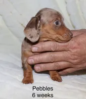 Pebbles (blue eyes choc dapple, a female Miniature Dachshund for sale in Lovely, KY – Photo 1 of 7