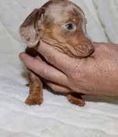 Pebbles (blue eyes choc dapple, a female Miniature Dachshund for sale in Lovely, KY – Photo 4 of 7