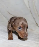 Pebbles (blue eyes choc dapple, a female Miniature Dachshund for sale in Lovely, KY – Photo 3 of 7
