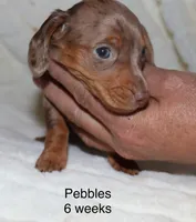 Pebbles (blue eyes choc dapple, a female Miniature Dachshund for sale in Lovely, KY – Photo 2 of 7