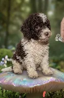 Itsy, a female Poodle - Toy  for sale in Lovely, KY – 3 of 4