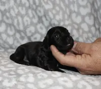 Kanan (Longhaired) solid black, a male Miniature Dachshund for sale in Lovely, KY – 4 of 7
