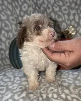 Maggie, a female Poodle - Miniature  for sale in Lovely, KY – 4 of 8