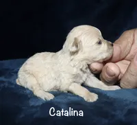 Catalina, a female Poodle - Toy  for sale in Lovely, KY – 5 of 7