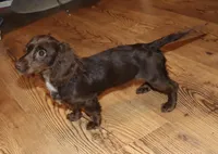 Kandace (LH 5.5 lbs), a female Miniature Dachshund for sale in Lovely, KY – Photo 1 of 10