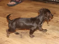 Kandace (LH 5.5 lbs), a female Miniature Dachshund for sale in Lovely, KY – Photo 7 of 10