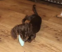 Kandace (LH 5.5 lbs), a female Miniature Dachshund for sale in Lovely, KY – Photo 4 of 10