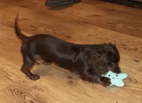 Kandace (LH 5.5 lbs), a female Miniature Dachshund for sale in Lovely, KY – Photo 6 of 10