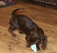 Kandace (LH 5.5 lbs), a female Miniature Dachshund for sale in Lovely, KY – Photo 10 of 10