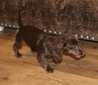 Kandace (LH 5.5 lbs), a female Miniature Dachshund for sale in Lovely, KY – Photo 2 of 10