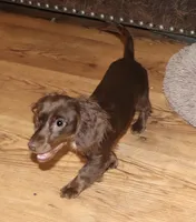 Kandace (LH 5.5 lbs), a female Miniature Dachshund for sale in Lovely, KY – Photo 8 of 10