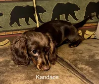 Kandace (LH 5.5 lbs), a female Miniature Dachshund for sale in Lovely, KY – Photo 3 of 10