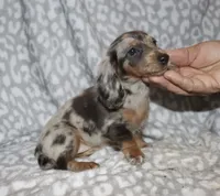 Coral- blue dapple, a female Miniature Dachshund for sale in Lovely, KY – 3 of 6