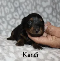 Kandi (longhaired) black and tan, a female Miniature Dachshund for sale in Lovely, KY – 4 of 5