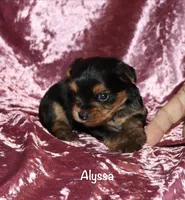 Alyssa, a female Yorkshire Terrier for sale in Lovely, KY – 3 of 6