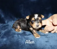 Allen, a male Yorkshire Terrier for sale in Lovely, KY – 3 of 6