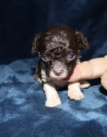Bitsy, a female Poodle - Toy  for sale in Lovely, KY – 6 of 6