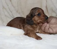 Chrysler- longhair, a male Miniature Dachshund for sale in Lovely, KY – Photo 5 of 7