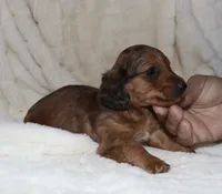 Chrysler- longhair, a male Miniature Dachshund for sale in Lovely, KY – Photo 4 of 7