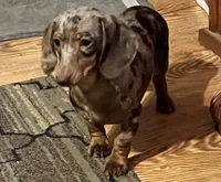 Chrysler- longhair, a male Miniature Dachshund for sale in Lovely, KY – Photo 2 of 7