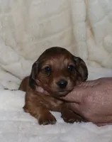 Chrysler- longhair, a male Miniature Dachshund for sale in Lovely, KY – Photo 7 of 7